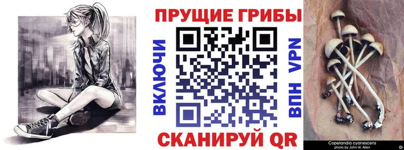 где найти наркотики  Новомичуринск  Галлюциногенные грибы Cubensis 